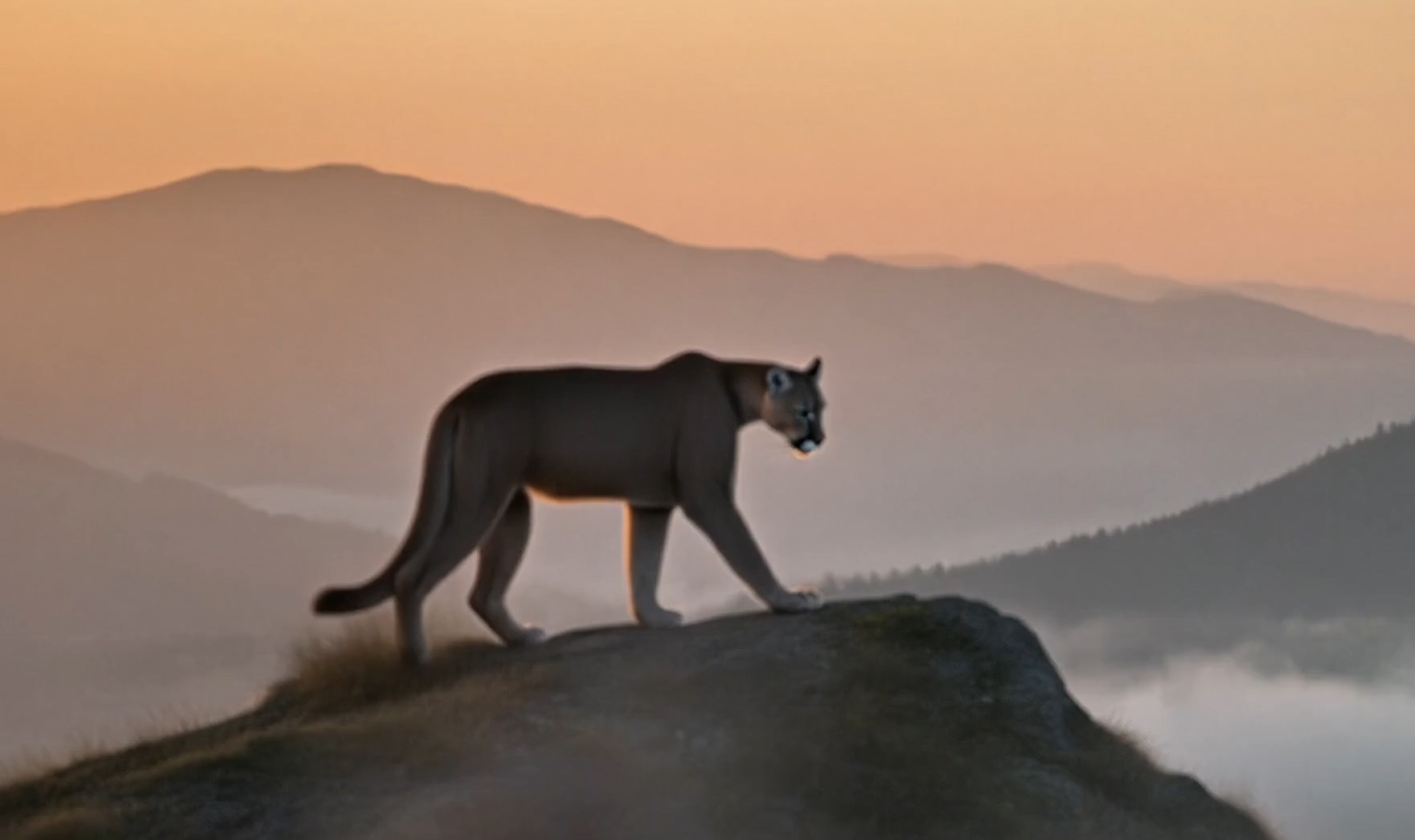 cc-shared/assets/products/firefly/features/ai-video-generator/media_1e7d62113b52729e91602ccb71bbaf4dfa663cfc9.mp4 | A backlit mountain lion stands on a peak with an orange sky and mountains in the background.